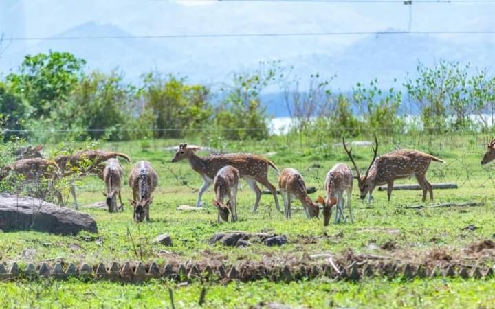 White Rose Safari Home Stay Uda Walawe Extérieur photo